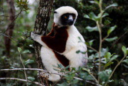 Madagascar (29/72)